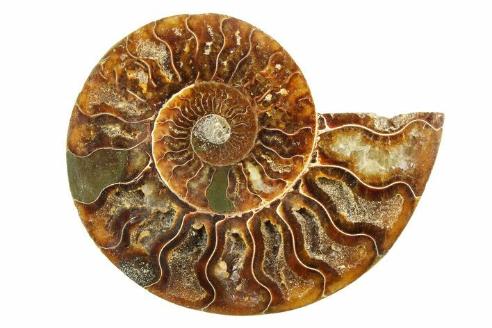 Cut & Polished Ammonite Fossil (Half) - Madagascar #308088